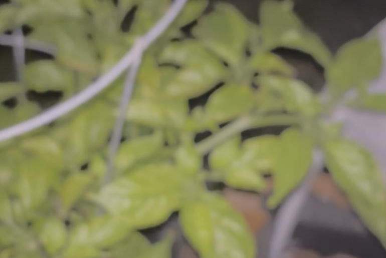 Check out my ghost pepper plant