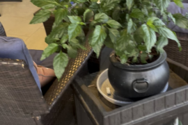 Hallow’s Eve - everyone improved when I moved them onto the patio. When it cools down he will go back into the sun.