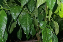 Chocolate Primotalii