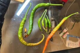 Help! What’s wrong with my peppers?