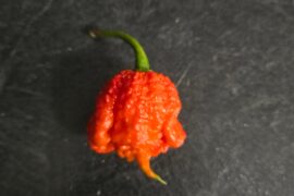 Dragons Breath are doing good this season!