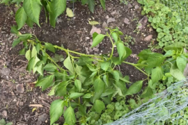 My plant fell over!