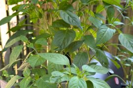 1st year gardening