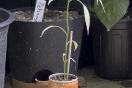 Siling Labuyo PIAC vs my other chili plants.