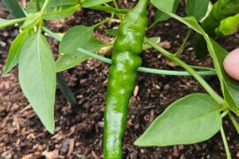 Unidentified Chinese chili