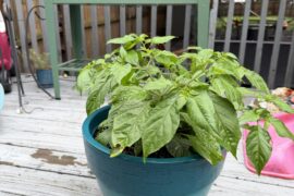 Newbie questions