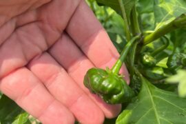 Choco Scotch Bonnets - Flast Disc Pheno