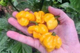 Picked some scotch bonnets