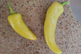 Not sure what the pepper on the left is