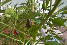 Thai Chili Peppers turning brown?