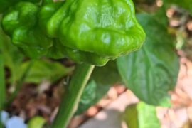 Scotch Bonnet or Jamaican mushroom?