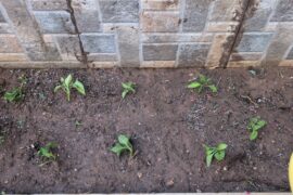 my first time growing peppers (1 month update)