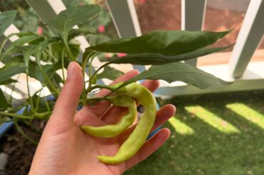 Are these sweet banana peppers ready to harvest?