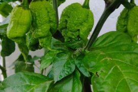 Primera vez sembrando Carolina Reaper