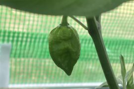 Pepper ID