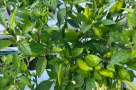 Why are some plants kicking ass while others die?