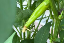 Anyone have an idea what chilli’s this is please?