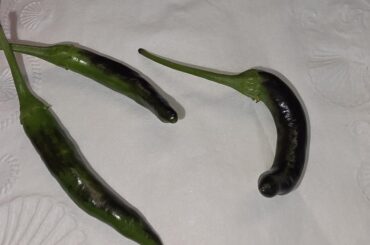 What is this pepper? They turned half dark purple half green thought they were Serrano but they are hotter