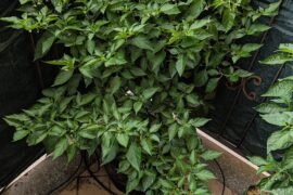 Huge plant no harvest