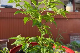 Does my Bhut Jolokia need trimming?