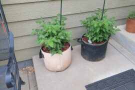 Habaneros