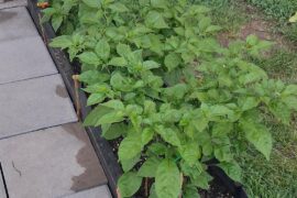 Two garden beds with one reaper in the front, and two habanero plants towards the back.