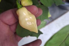 They are white! First ripe one, some of the original peach is shining through, but the Roxa Tralala White F3 looks remarkably stable. I have some that are much closer to the shape, and that's the seeds I will take this year, but this generation seems to be an absolute success!
