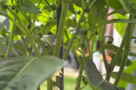 Scotch Bonnets growing tall with bushy tops? (UK)