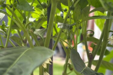 Scotch Bonnets growing tall with bushy tops? (UK)