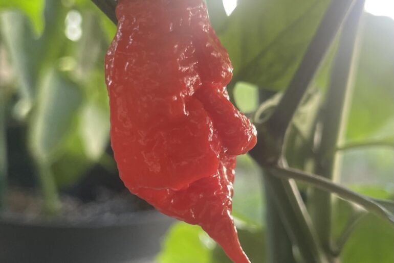 Scorpion pepper