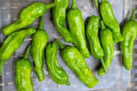Shishito peppers