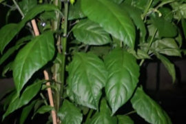 7 pot Primos