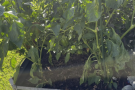 Pepper bed after 4 months