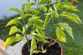 Yellow leaves, but producing?