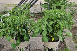 Aji Cristal