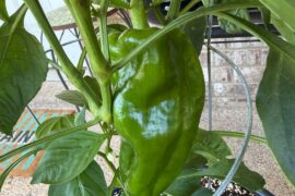 Pepper peer pressure
