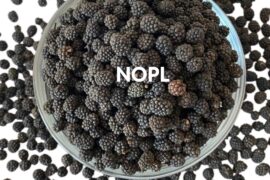 Assam Pepper