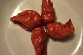 Capsicum chinense