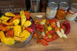 Was a good day to harvest!