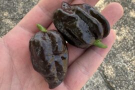 My first ever home grown food thing!