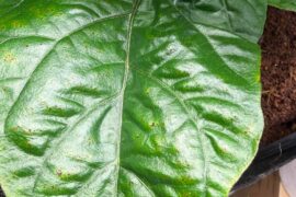 Necrotic spots on leaves