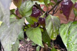 Got Hallow’s Eve seeds from Texas Hot Peppers. Does this seem right to you?