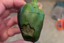 Bell Pepper help!