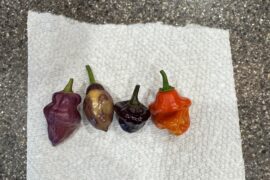 What do I have here?