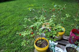 Third growing season with these guys. They are looking old but still producing fruit.