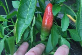 Should I pick these and let them ripen indoors?