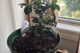 Can anybody help me figure out why my plant is dying?