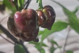 Need help identifying theze peppers