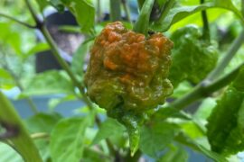 First time pepper grower!