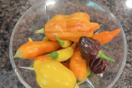 Harvested hot sauce